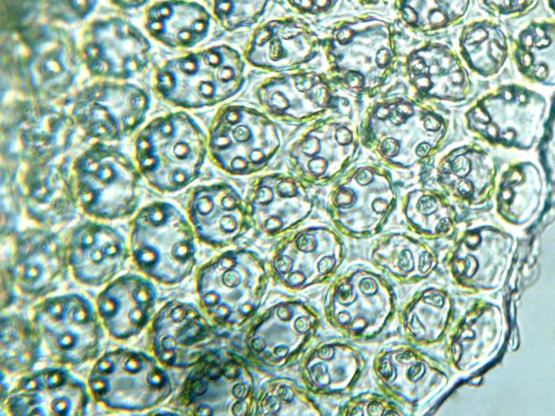 Scapania apiculata